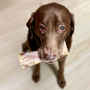 A senior chocolate lab holds a marrow bone and looks longingly at the camera.
