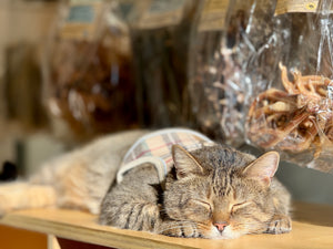 A tabby cat wearing a tan, red and black vest takes a nap in the sunlight on the shelf at a pet store.