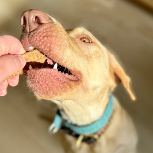 Yellow lab wearing a blue collar reaches up and accepts a homemade treat.