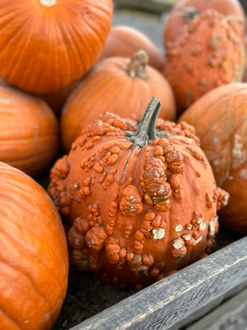 Orange lumpy pumpkons in wood crate, raw feeding diet for dogs