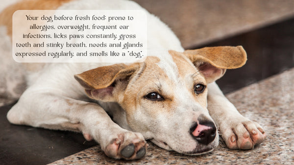 60-Minute Canine Nutrition Consultation