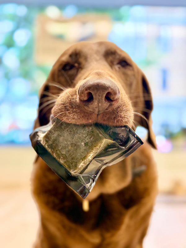 Raw Grind - Pork, Chicken & Seafood Foundation Raw Grind For Dogs in Scoop-able Container or Portioned Patties